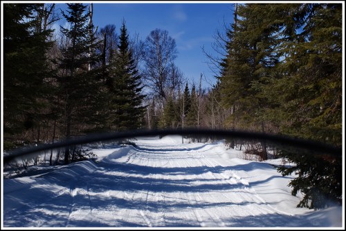 A snowy path through a forest, with tall trees lining both sides under a clear blue sky.