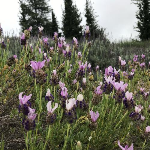 A field of lavender flowers in various shades of purple, with green foliage and trees in the background.