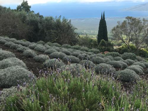 A scenic view of lavender fields with lush greenery and distant mountains under a cloudy sky.