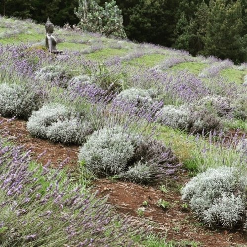 A serene lavender field with lush green plants and a statue in the background, surrounded by trees.