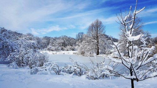 A serene winter landscape with snow-covered trees and a frozen pond under a blue sky.