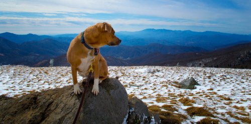 A dog sits on a rock, overlooking a snowy mountain landscape under a blue sky.