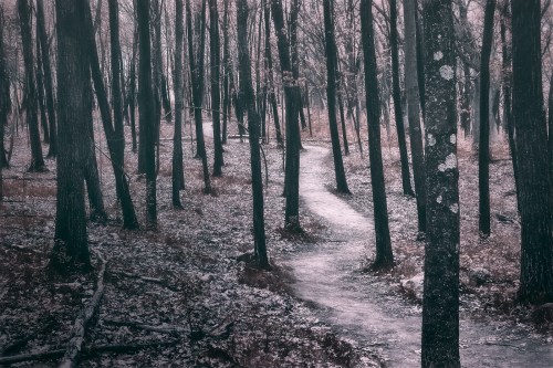 A winding path through a dense, muted forest with bare trees and fallen leaves.