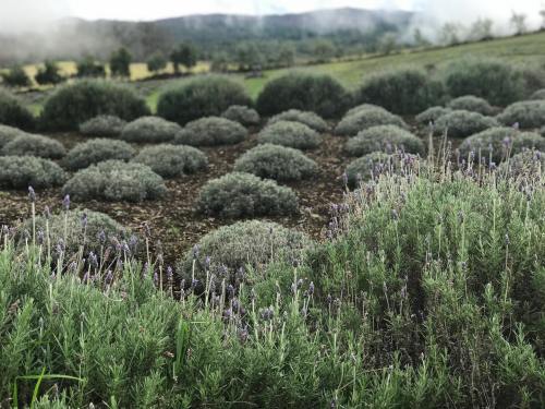A lush lavender field with rounded bushes and purple blooms, set against a misty mountain backdrop.