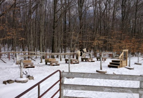 A snowy outdoor area with wooden structures and a horse in a forested setting.