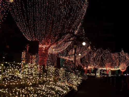 A pathway lined with trees and bushes adorned with colorful holiday lights, creating a festive nighttime atmosphere.