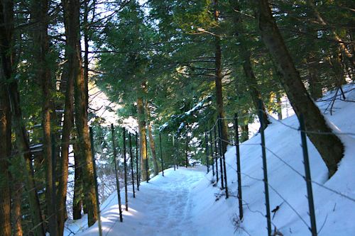 A snowy path winding through a forest of evergreen trees, with sunlight filtering through the branches.