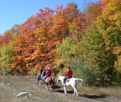 A group of horseback riders in red jackets trail through a vibrant autumn forest with colorful leaves.