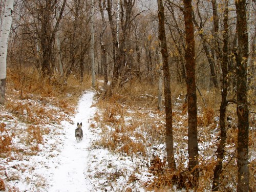 A dog walks along a snowy path through a forest of bare trees and autumn foliage.