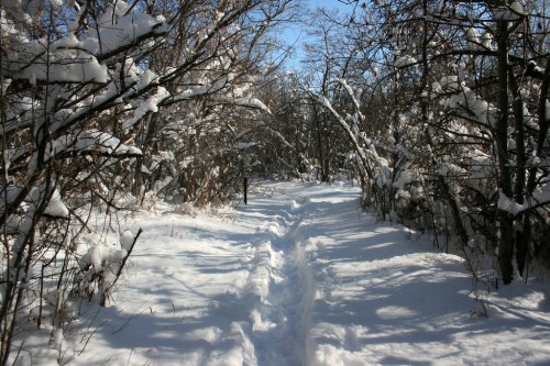 A snowy path winding through a forest, with trees covered in snow under a clear blue sky.