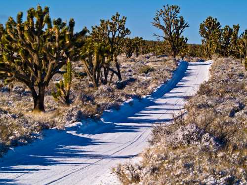 A snowy dirt road winds through a desert landscape dotted with Joshua trees under a clear blue sky.