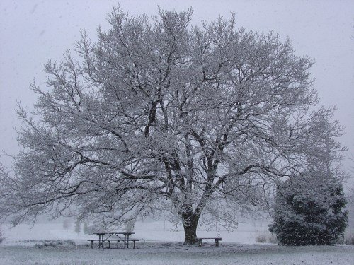 A large, bare tree covered in snow stands in a winter landscape, with a picnic table nearby and falling snowflakes.