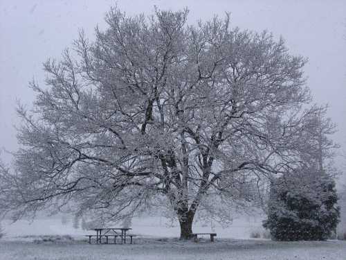 A large, bare tree covered in snow stands in a winter landscape, with a picnic table nearby and falling snowflakes.