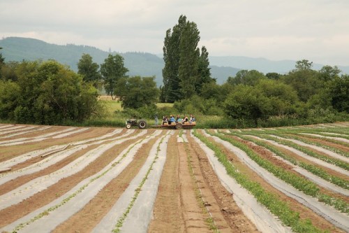 A tractor pulls a group of people through a field with rows of crops and trees in the background under a cloudy sky.
