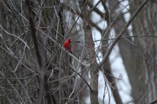 A bright red bird perched among bare tree branches in a wintery forest setting.