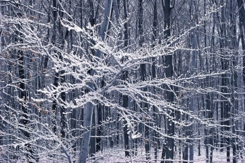 A snowy landscape featuring bare trees with branches covered in frost, creating a serene winter scene.
