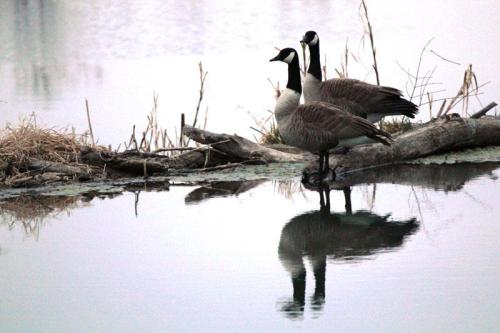 Three geese stand on a log by a calm water surface, reflecting their image, surrounded by sparse vegetation.
