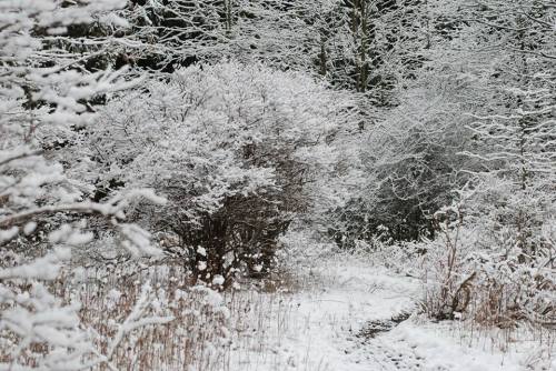 A snowy forest scene with trees and bushes blanketed in white, creating a serene winter landscape.