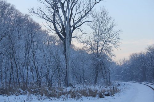 A snowy landscape featuring bare trees and a quiet path, with soft light illuminating the winter scene.