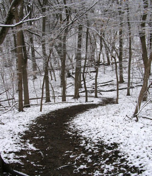A winding dirt path through a snowy forest with bare trees and a serene, wintry atmosphere.