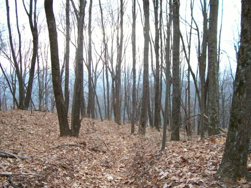 A serene forest scene with bare trees and a carpet of brown leaves on the ground, creating a tranquil atmosphere.