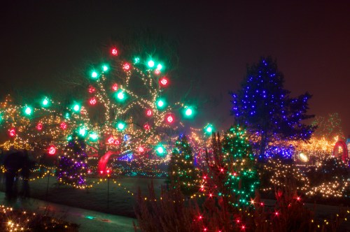 A festive display of colorful Christmas lights illuminating trees and shrubs in a park at night.