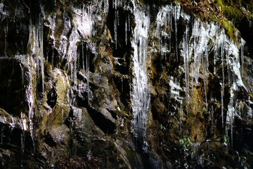 Icicles hanging from a rocky surface, glistening in the light, with moss and water droplets visible.