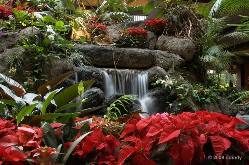 A serene indoor waterfall surrounded by lush greenery and vibrant red poinsettias.