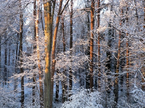 A serene winter forest scene with snow-covered trees and soft sunlight filtering through the branches.