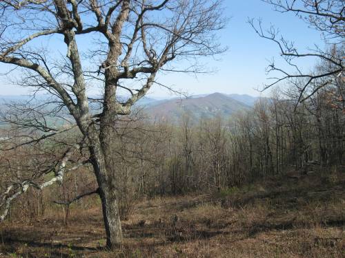 A bare tree stands in a forest clearing, with distant mountains visible under a clear blue sky.