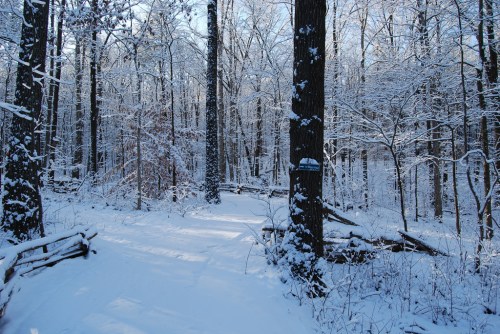 A snowy forest path surrounded by tall trees, with a blanket of fresh snow covering the ground and branches.