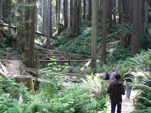 A serene forest scene with tall trees, ferns, and a wooden path where people are walking.