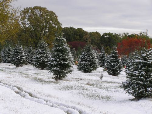A snowy landscape with evergreen trees, some with colorful autumn foliage in the background.