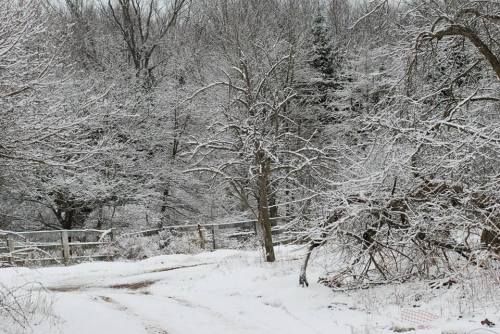 A snowy landscape with bare trees and a dirt path winding through a winter forest.