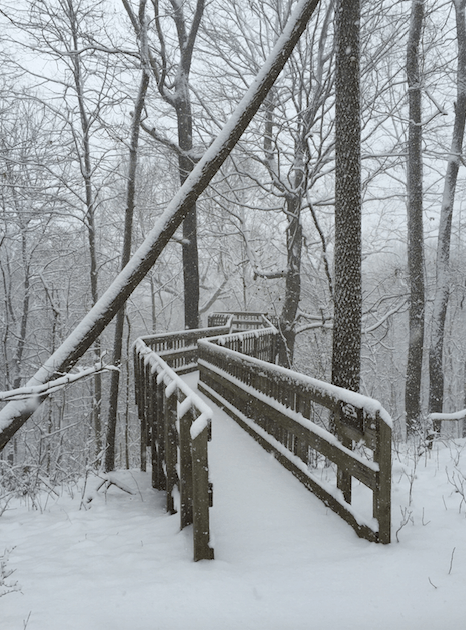A snow-covered wooden walkway winds through a forest, surrounded by trees blanketed in fresh snow.