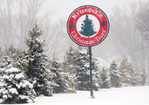 Sign for "Krueger's Christmas Trees" surrounded by snow-covered evergreen trees in a winter landscape.