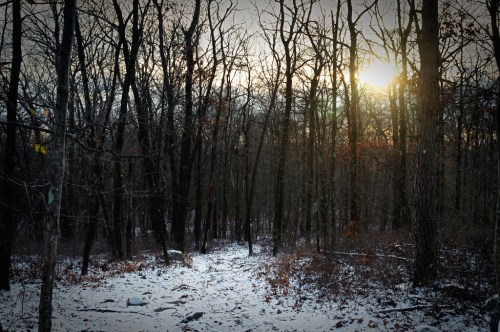 A winter forest scene with bare trees, a dusting of snow, and the sun setting in the background.