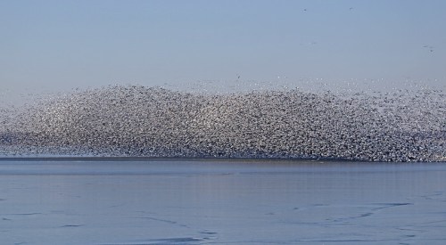 A large flock of birds creates a dynamic pattern over a calm, icy body of water against a clear blue sky.