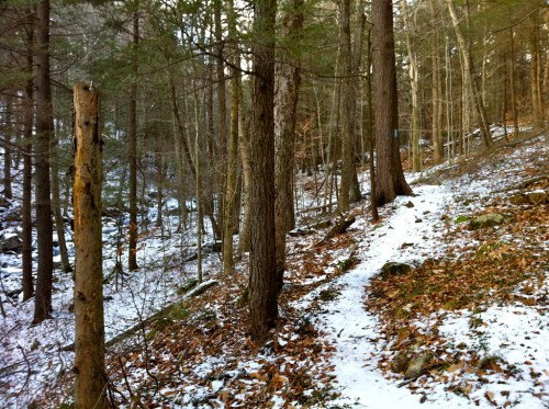 A snowy forest path winding through tall trees and scattered leaves, with rocky terrain visible in the background.