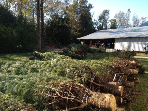 Rows of freshly cut trees with roots wrapped in burlap, set against a backdrop of a barn and trees.