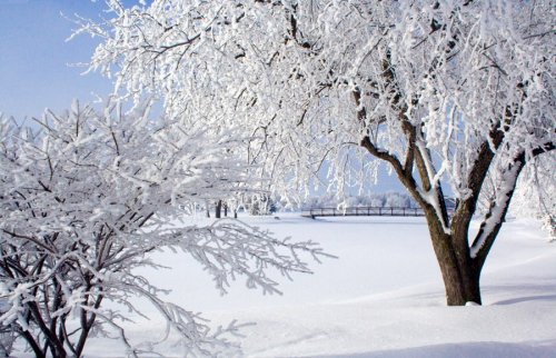 A serene winter landscape featuring snow-covered trees and a blanket of white snow on the ground.