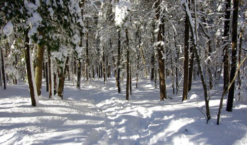 A serene winter forest scene with snow-covered trees and a winding path through the fresh snow.