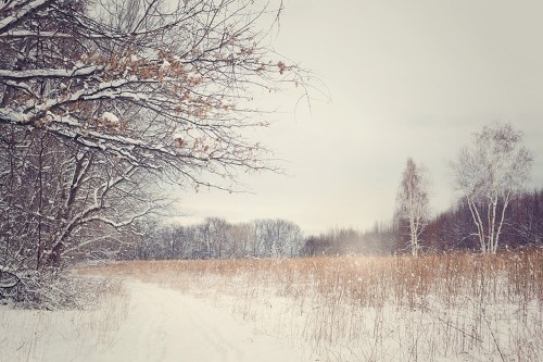 A snowy landscape with bare trees and tall grasses, creating a serene winter scene under a cloudy sky.