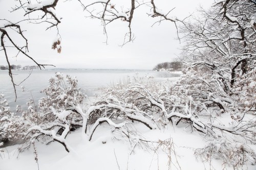 A serene winter landscape featuring snow-covered trees and bushes by a calm lake under a gray sky.