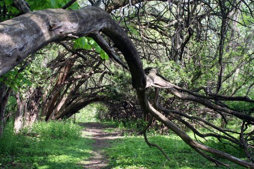 A winding path through a lush forest, framed by arching trees and vibrant green foliage.