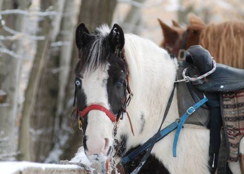 A close-up of a black and white horse with blue eyes, wearing a saddle, in a snowy forest setting.