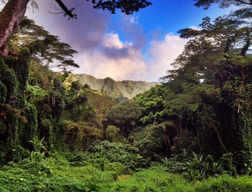 Lush green jungle with dense foliage and mountains in the background under a partly cloudy sky.