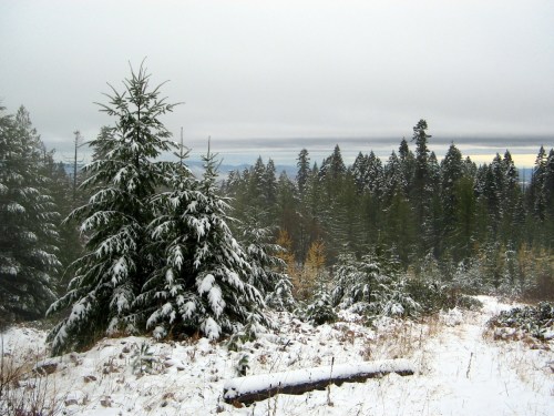Snow-covered evergreen trees in a forest, with a cloudy sky and distant mountains visible in the background.