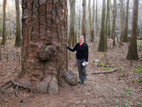A person stands beside a large tree in a forest, surrounded by tall trees and fallen leaves.
