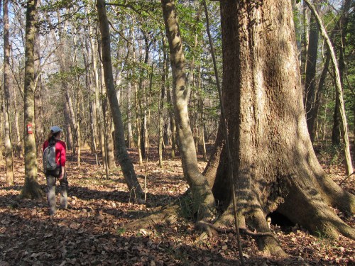 A person in a red shirt stands in a forest, gazing at a large tree surrounded by fallen leaves and other trees.